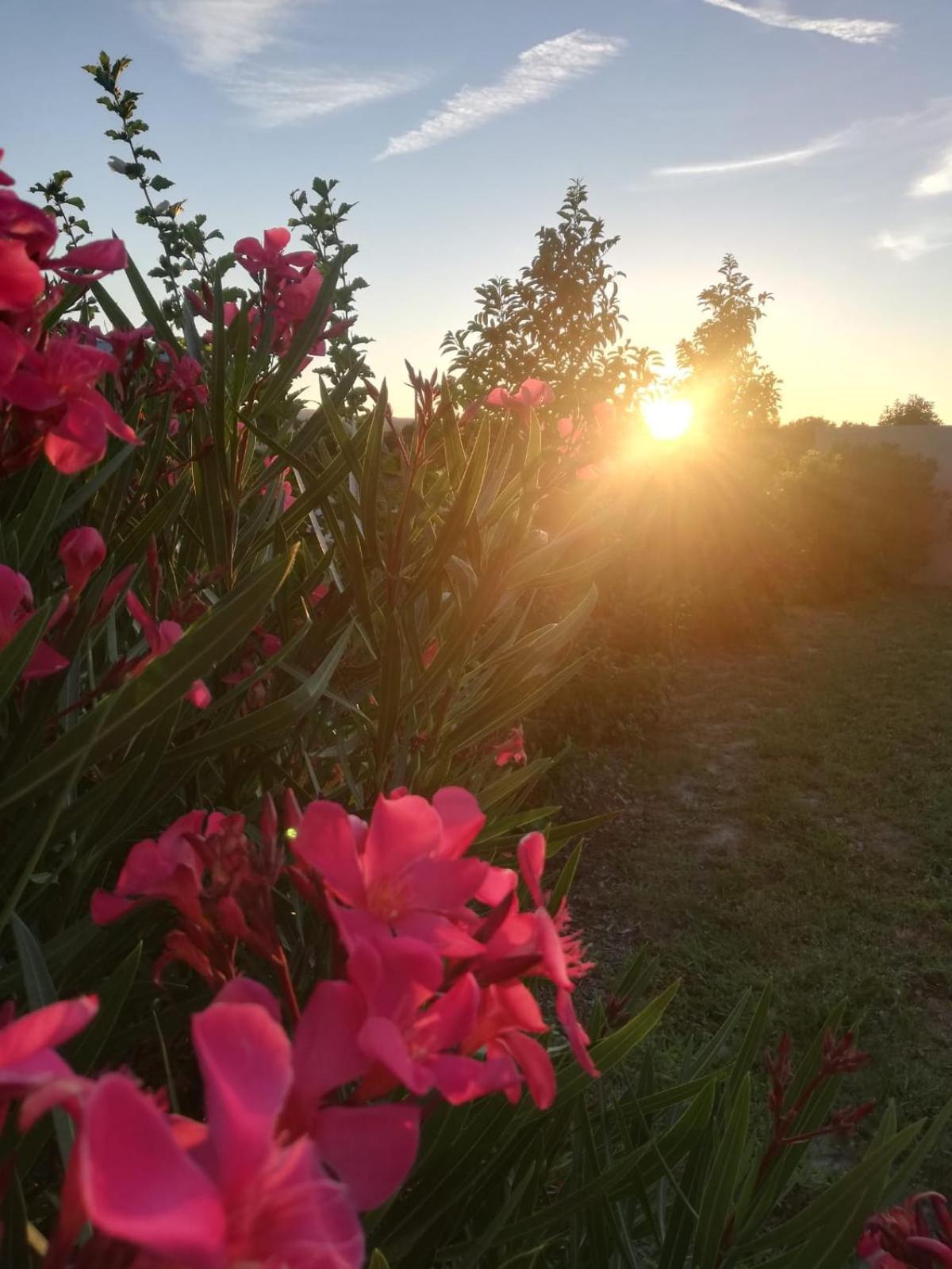 Des Branches & Vous Bed & Breakfast Chateauneuf-sur-Isere Exterior photo